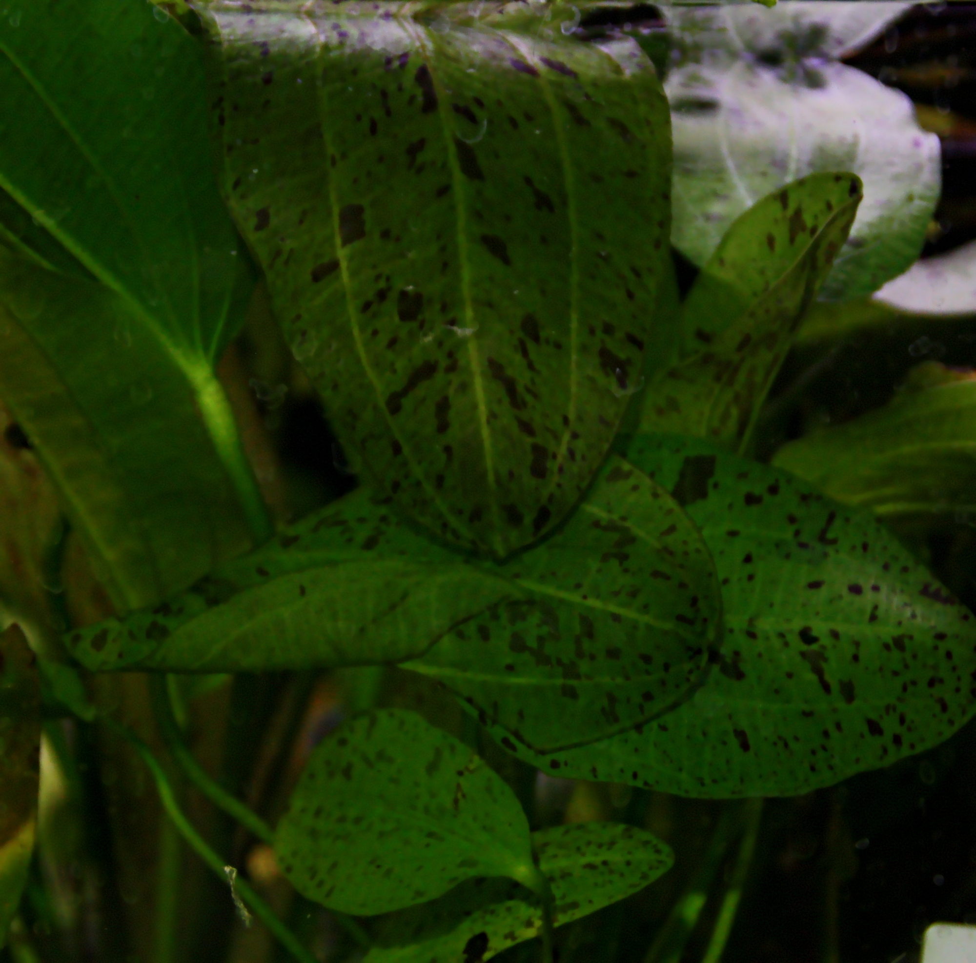 echinodorus ozelot grün 01.
