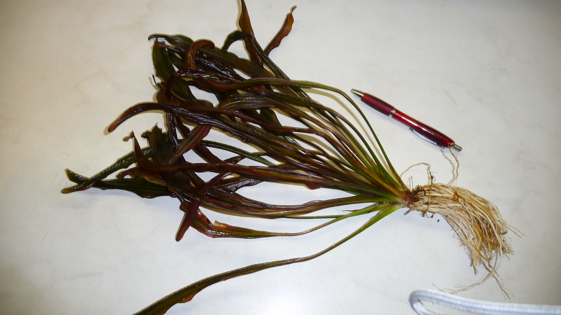 Echinodorus uruguayensis- Uruguay-Schwertpflanze (horemanni rot) (7)