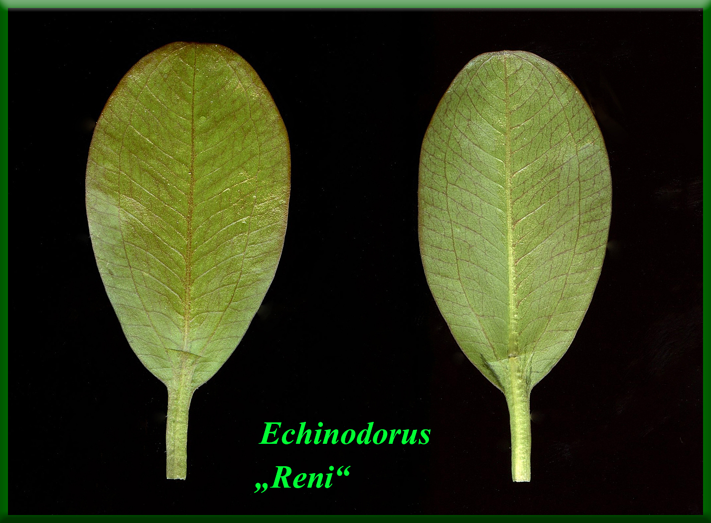 Echinodorus var. Reni