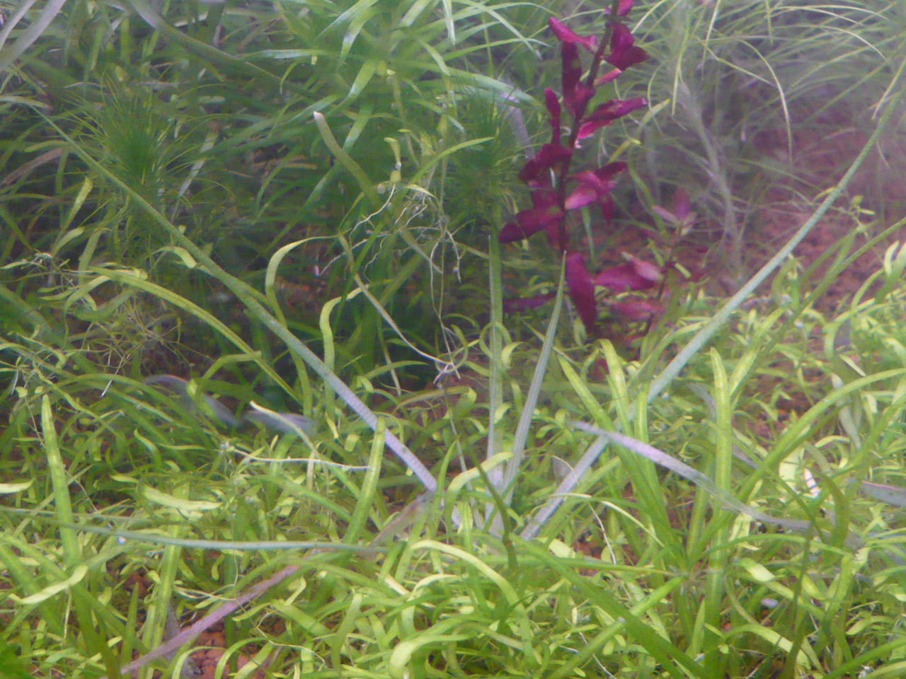 Eriocaulon aquaticum