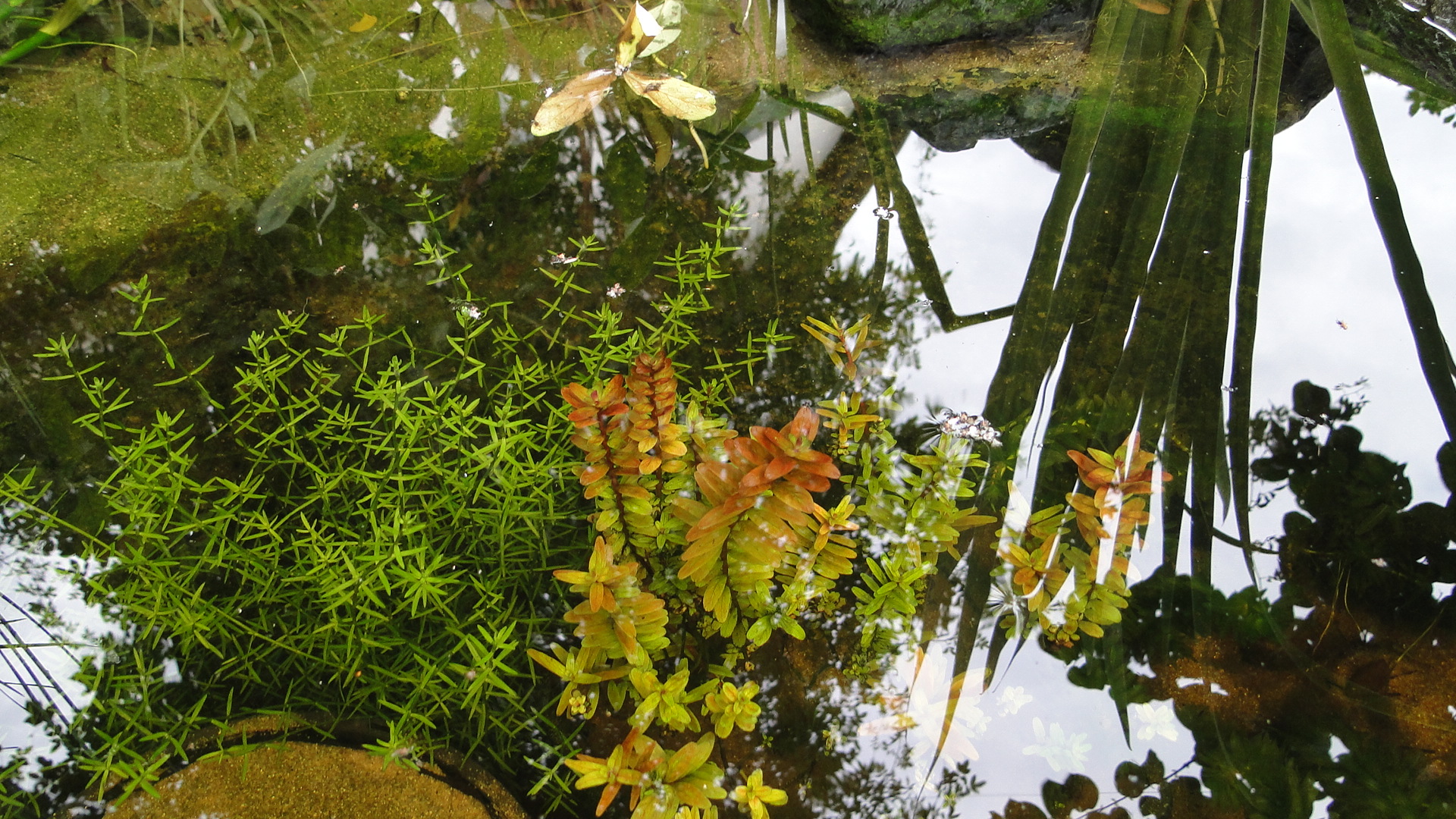 FG Crassula helmsii & Rotala rotundifolia colorata.JPG