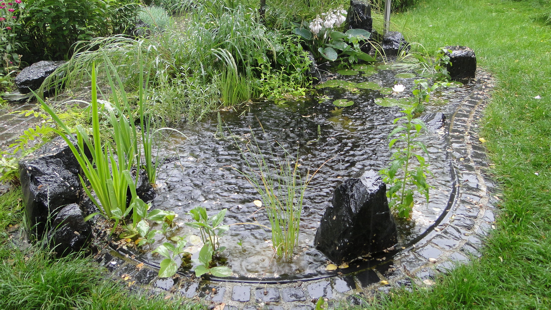 FG Regen ist flüssiger Sonnenschein.JPG Flowgrow