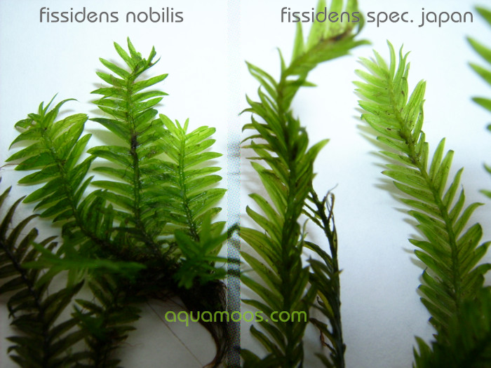 Fissidens Nobilis / Spec. Japan Vergleich - 001