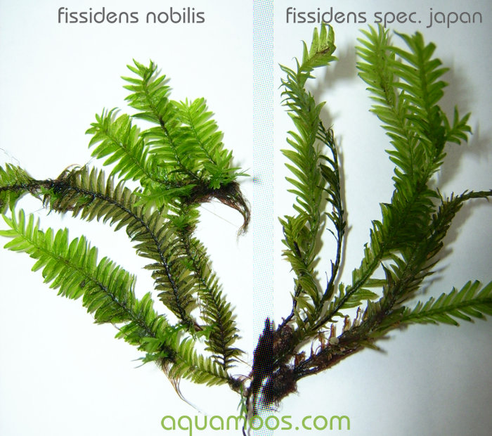 Fissidens Nobilis / Spec. Japan Vergleich - 002