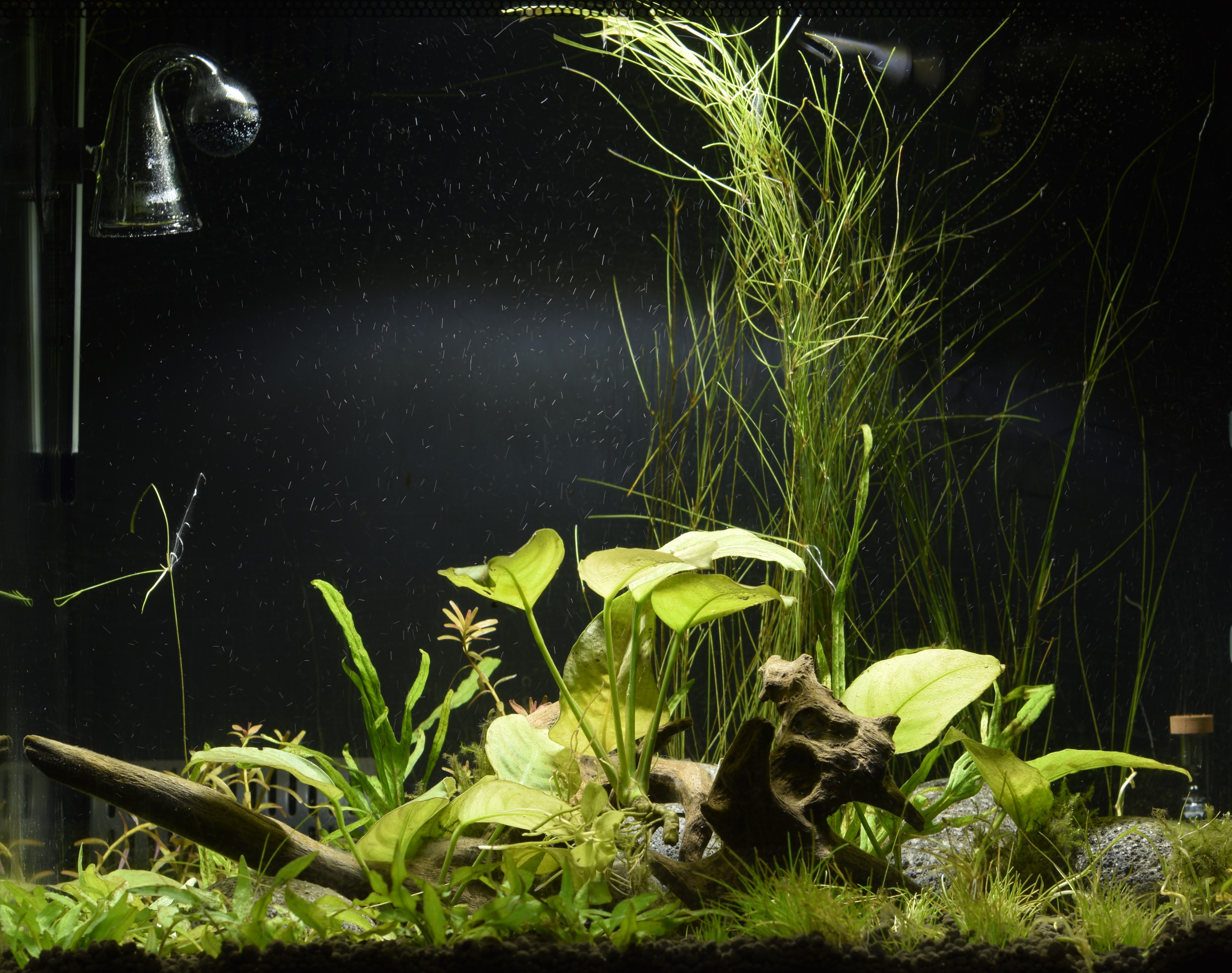 Fluval Flex 34.JPG