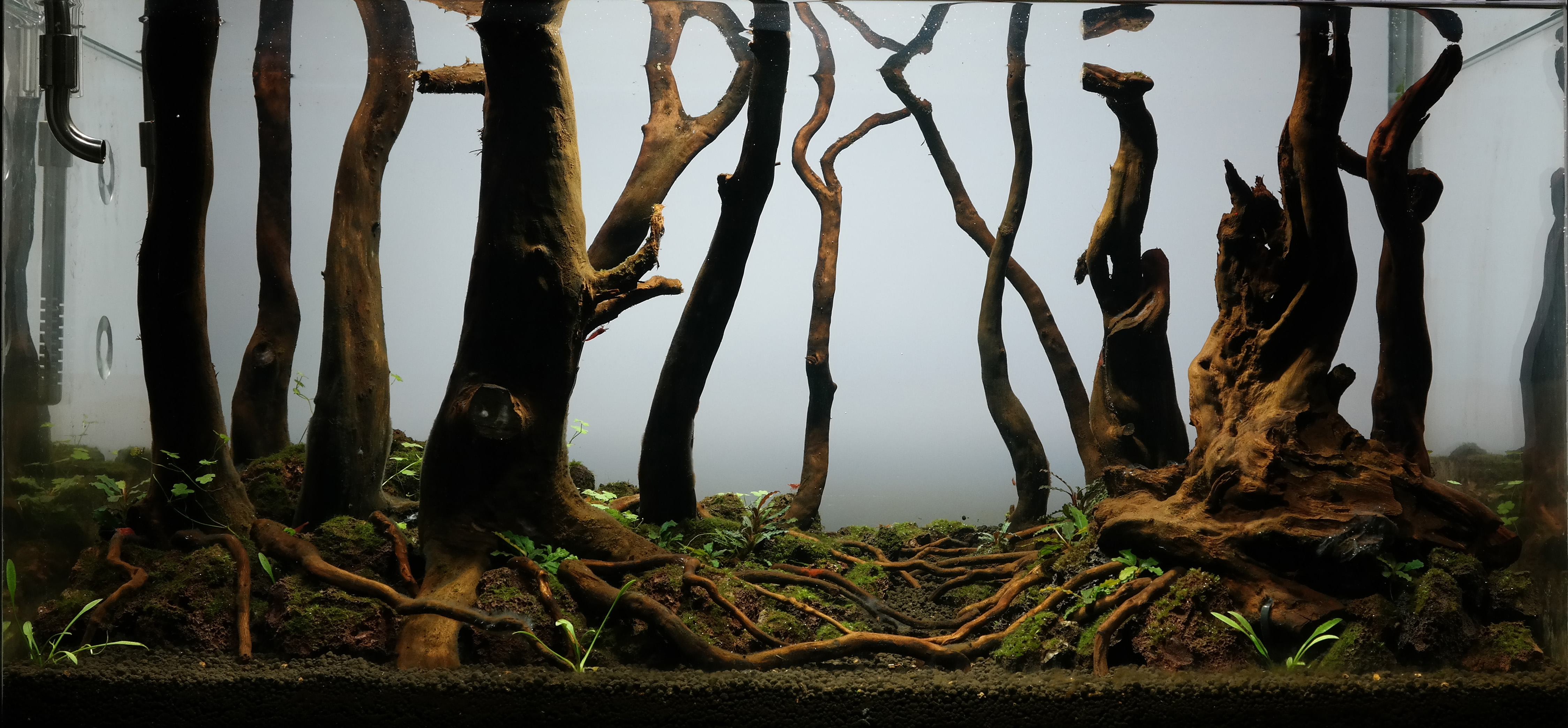 forest aquascape day 36