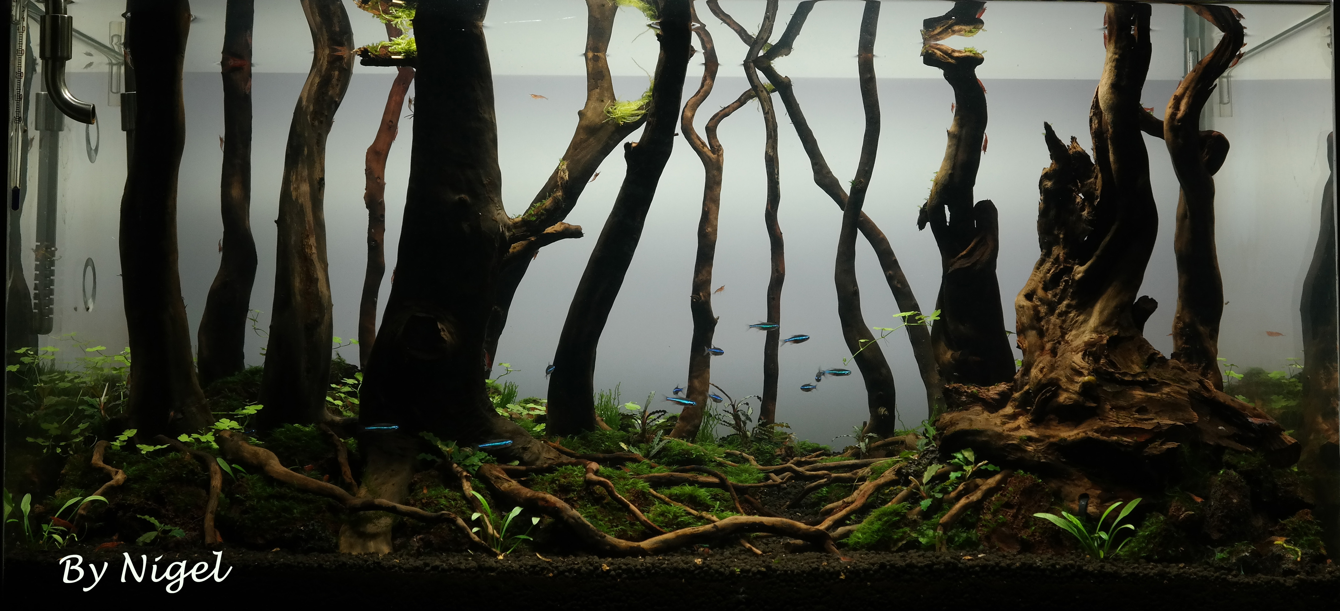 forest scape 128l day 60 p3