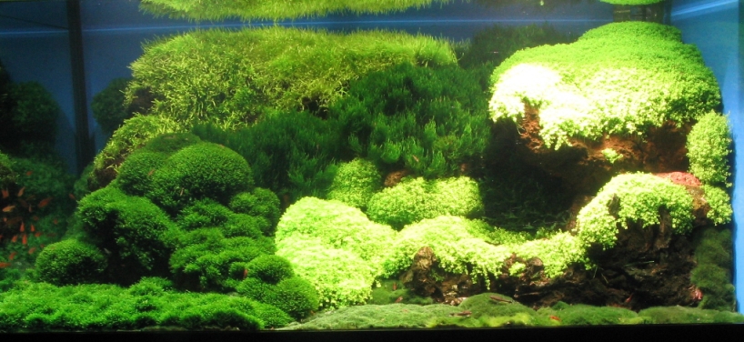 Green Reef 2