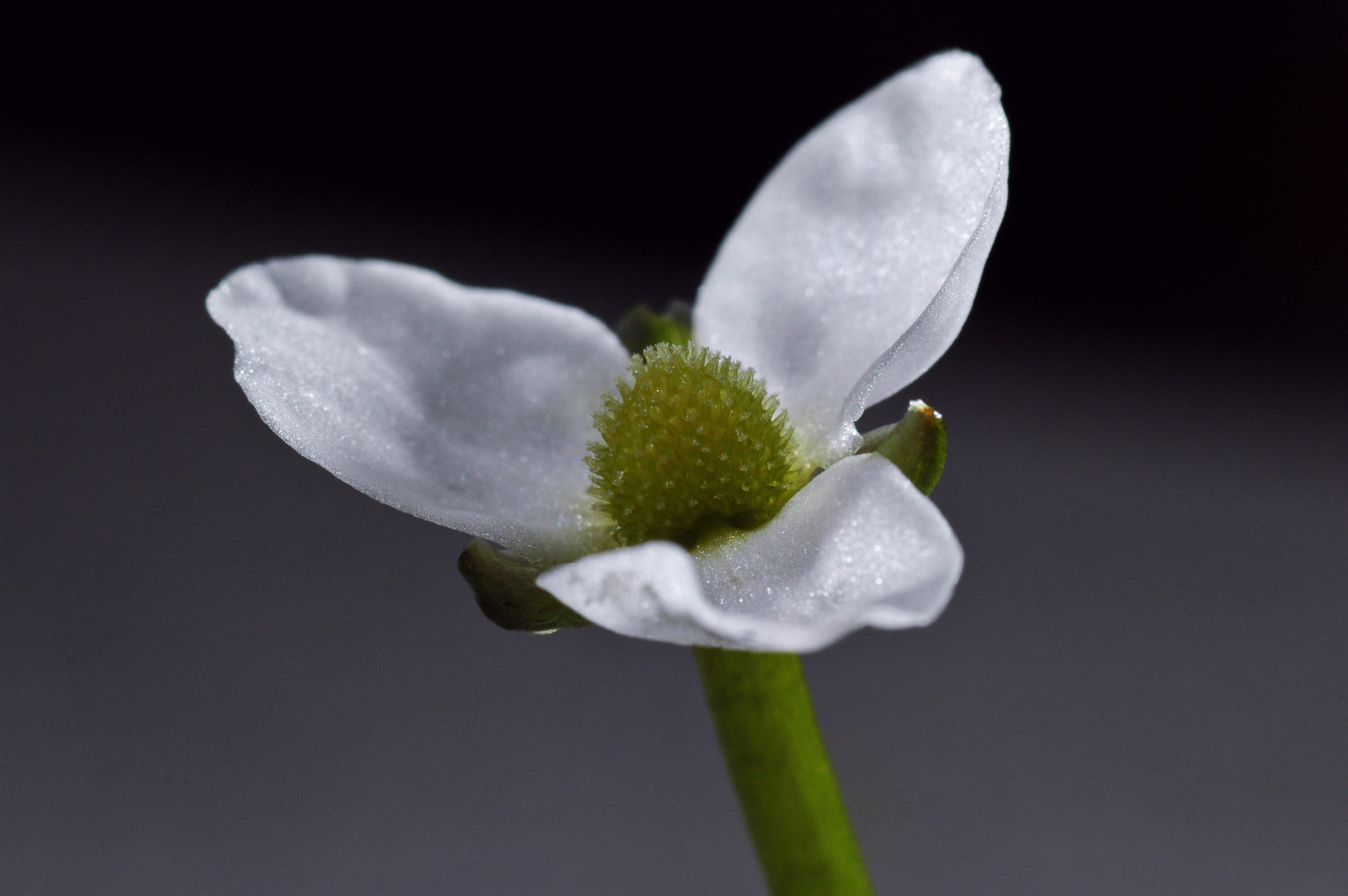 Helathium bolivianum angustifolia 001