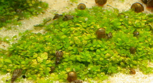 Hemianthis Callitrichoides-nitratmangel