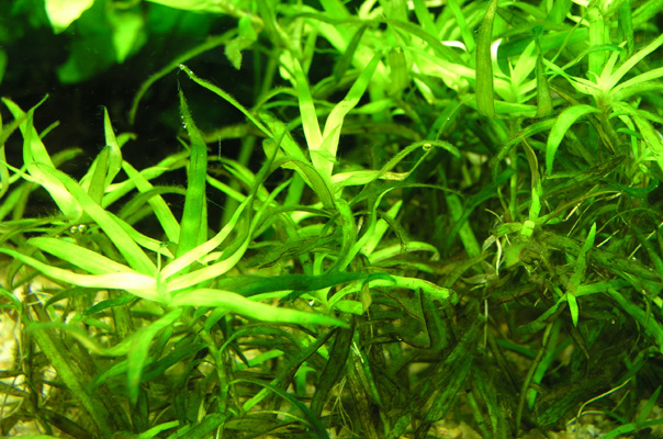Heteranthera Zosterifolia Algen