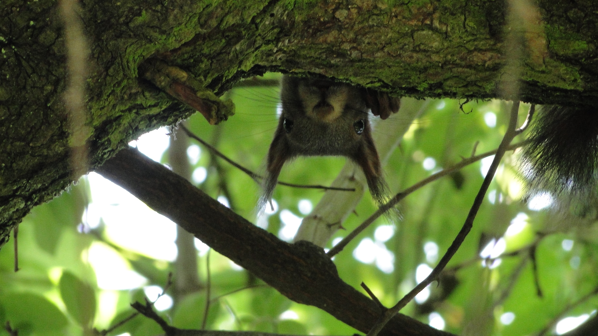 HGT Spion im Pflaumenbaum.JPG