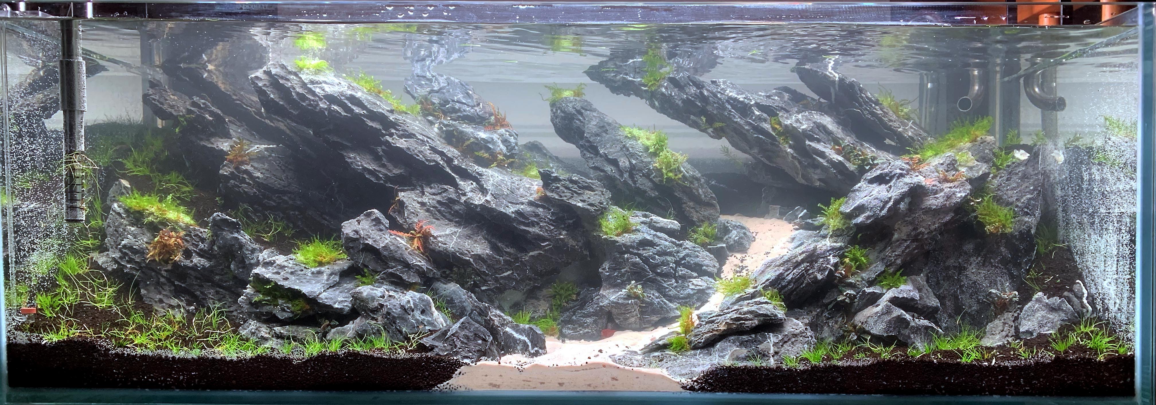 iwagumi brasil 1.jpg