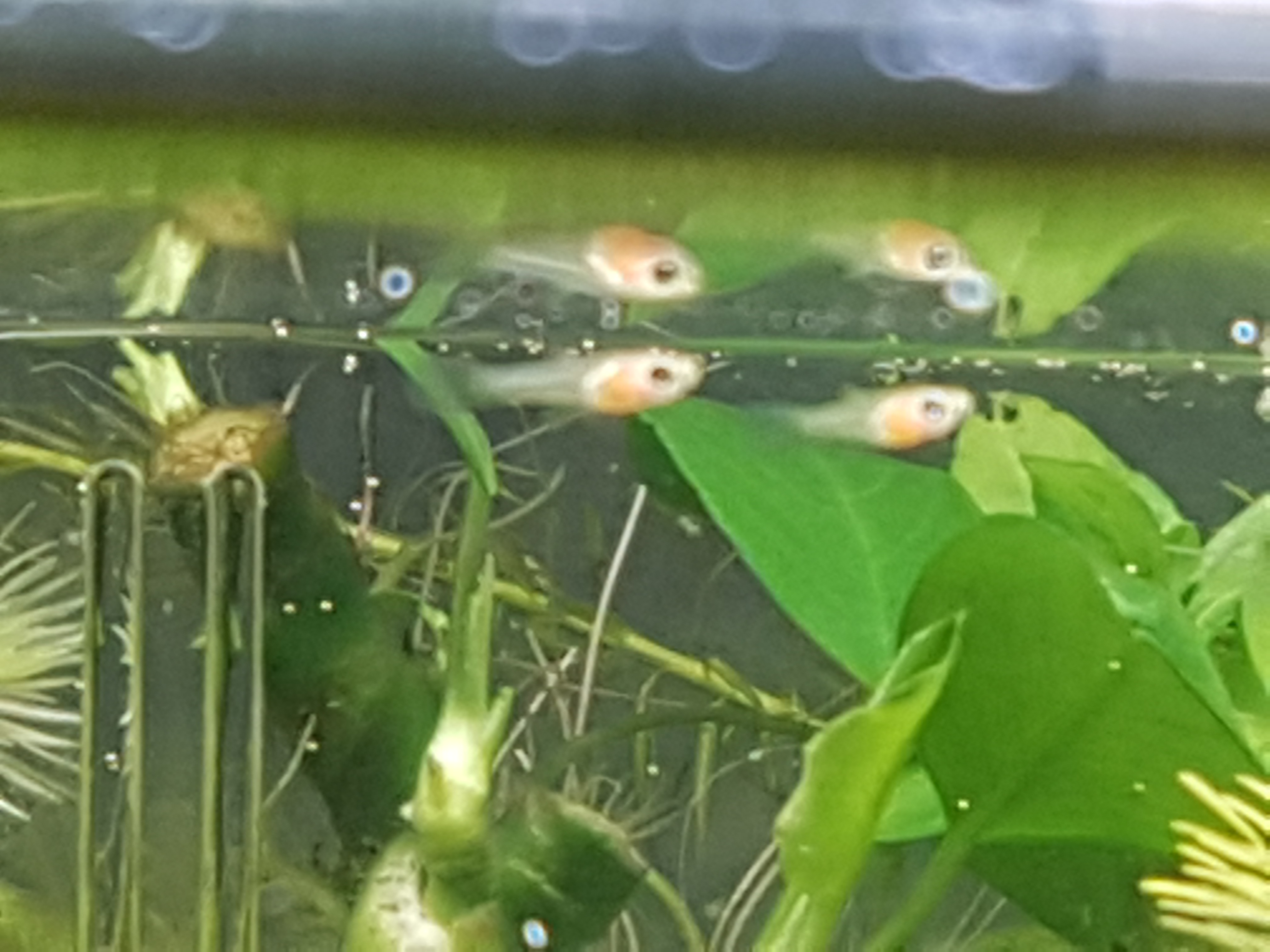 Jungguppys