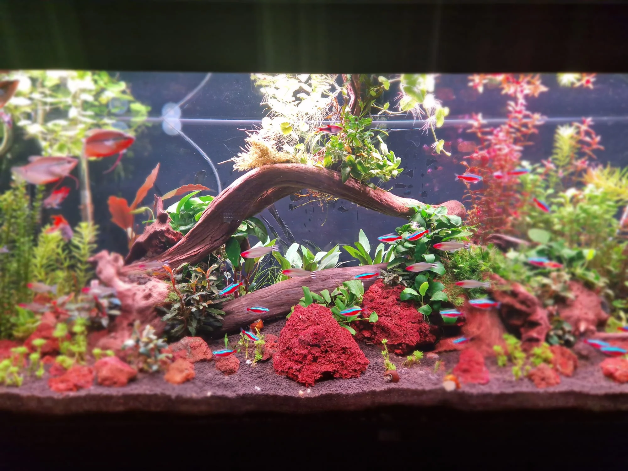 Juwel Rio 240