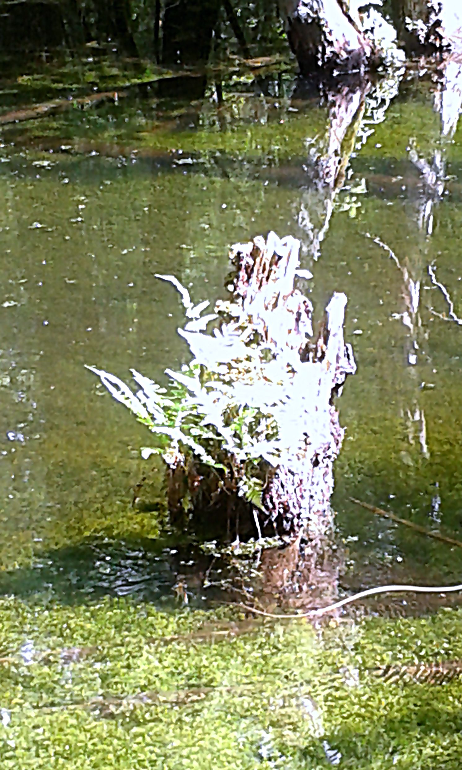 Lemna trisulca Dreifurchige Wasserlinse Unterwasser Teppich