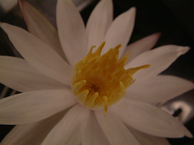 Lotusblüte 2.