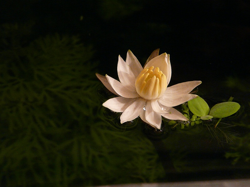 Lotusbluete