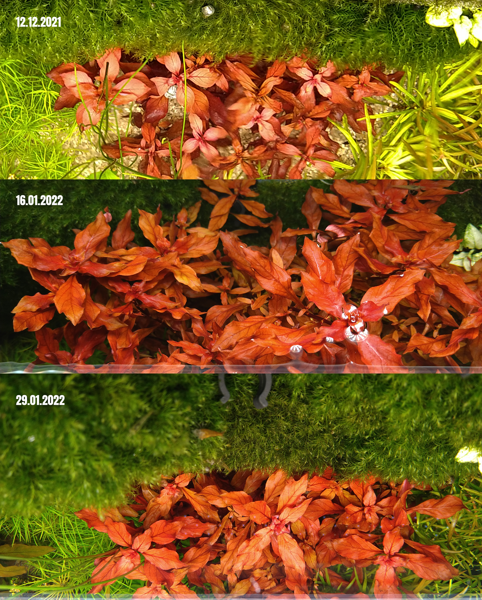 Ludwigia-palustris-red-29.01.2022.jpg