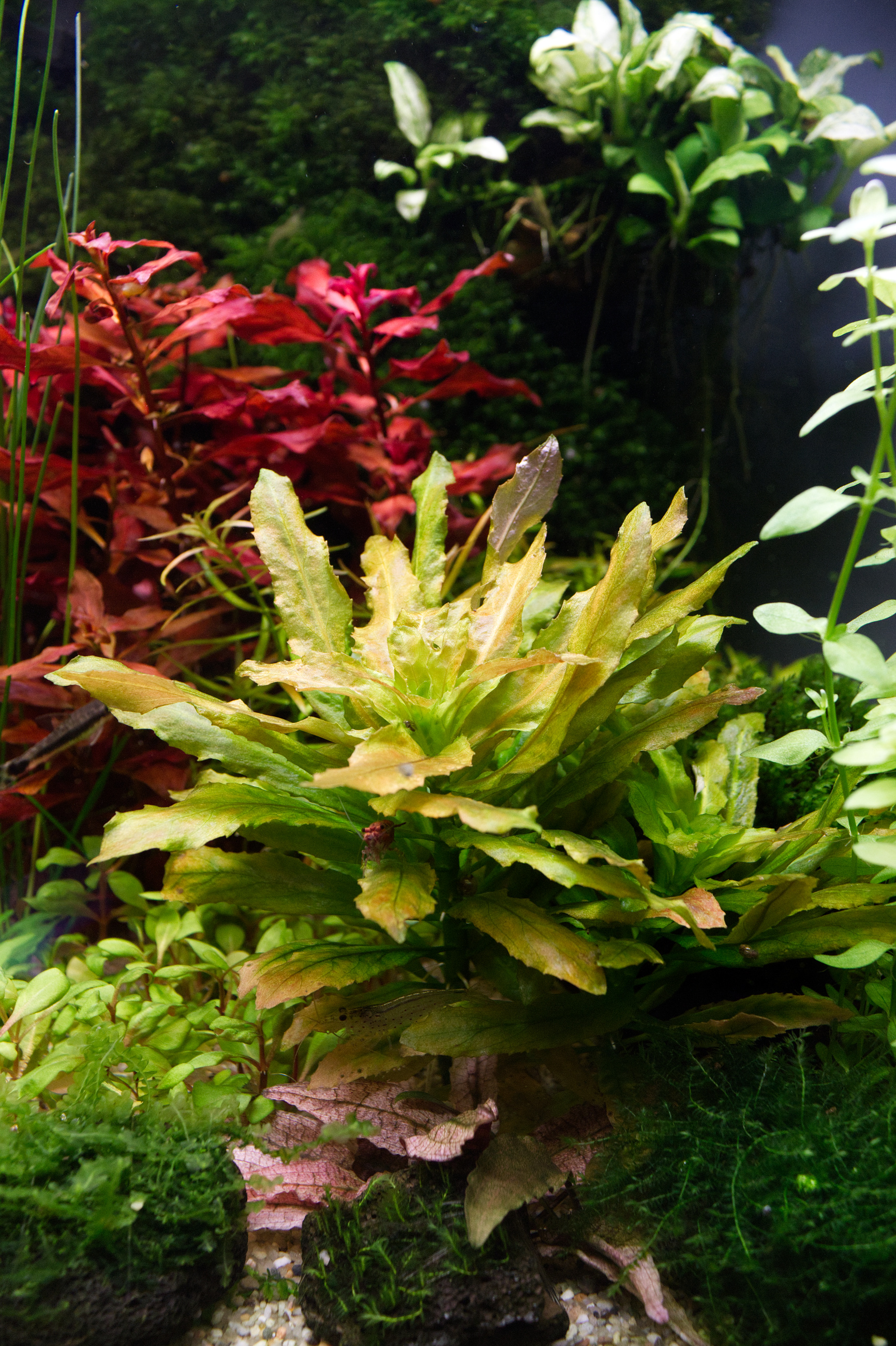 Ludwigia_Sphaerocarpa-Frontalansicht.jpg