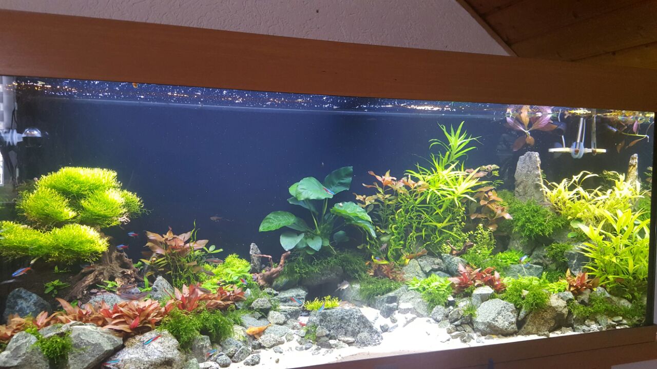 Mein Aquarium 1