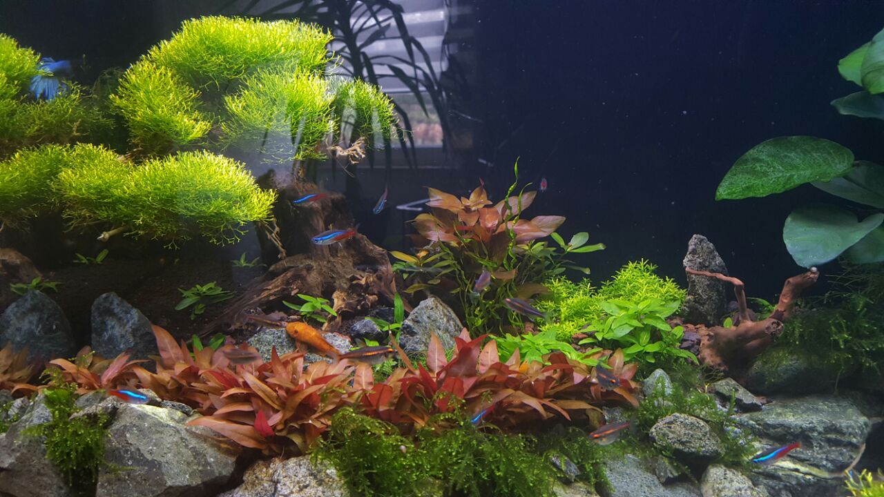 Mein Aquarium 2