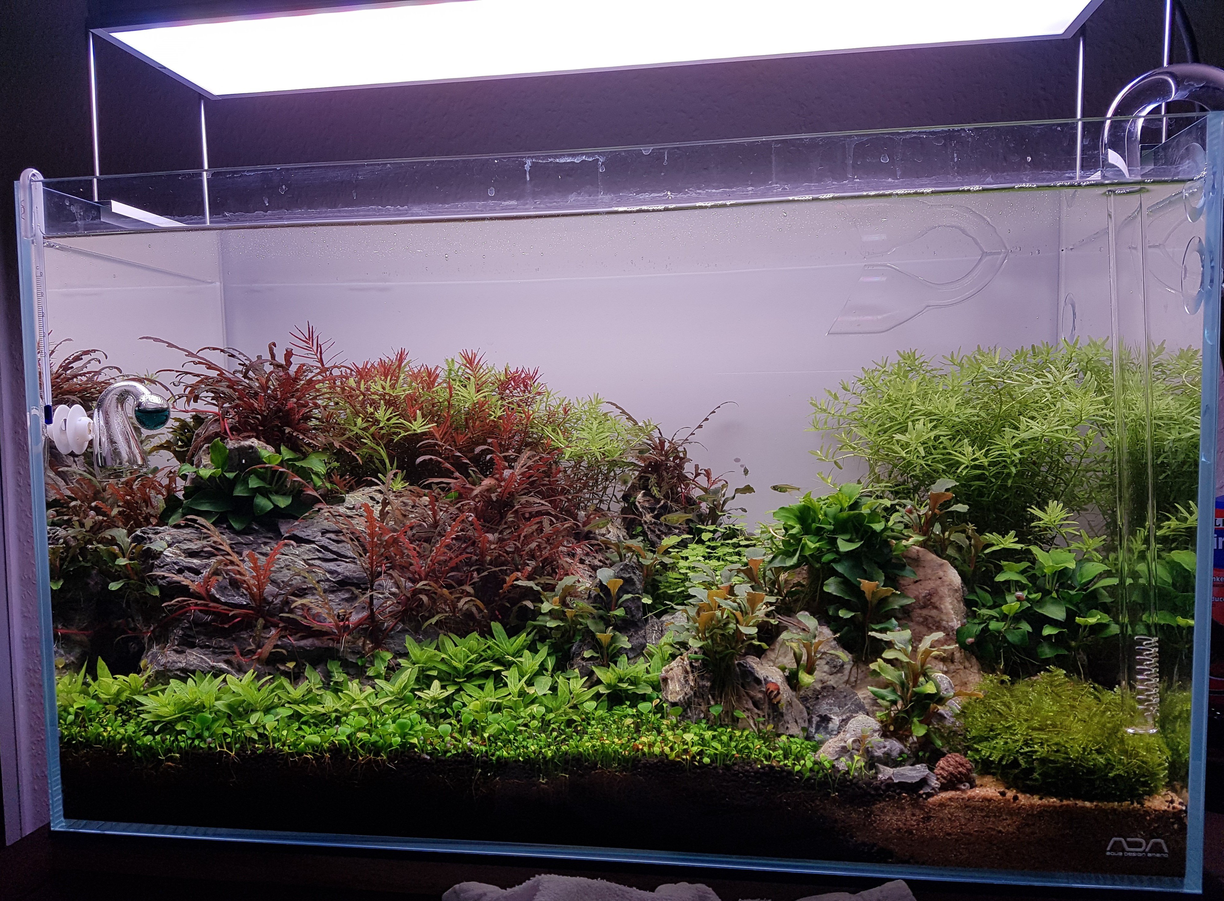 Mein erstes Aquascape