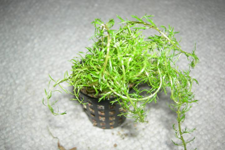 Myriophyllum Mezianum - 001