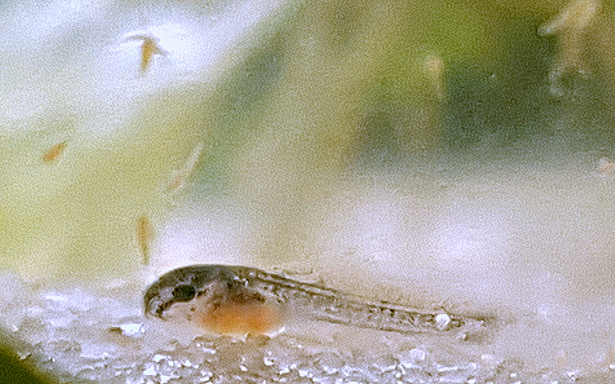 Panzerwels 3 Tage alt mit Nauplien