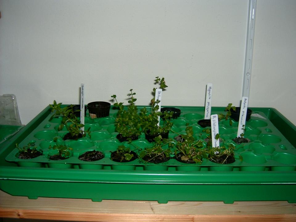 Pflanzen In Multitopfplatte