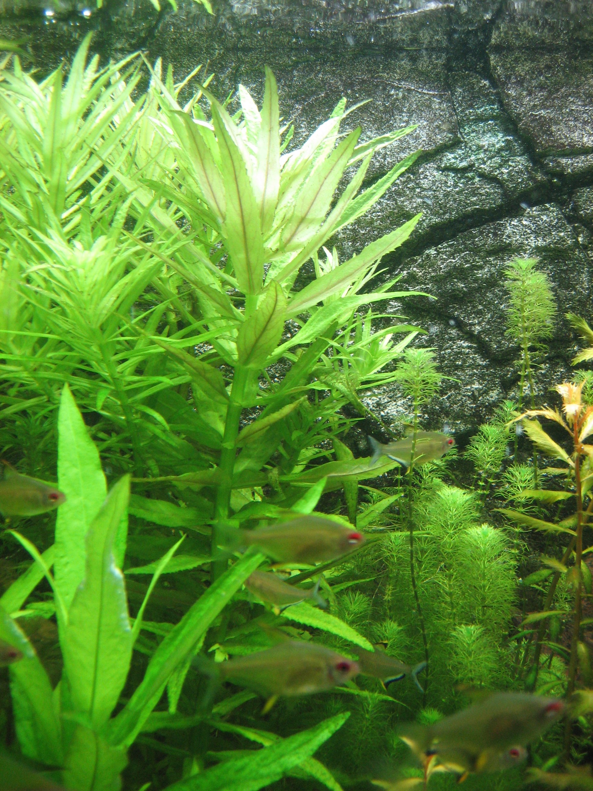 Pflanzen nach algen