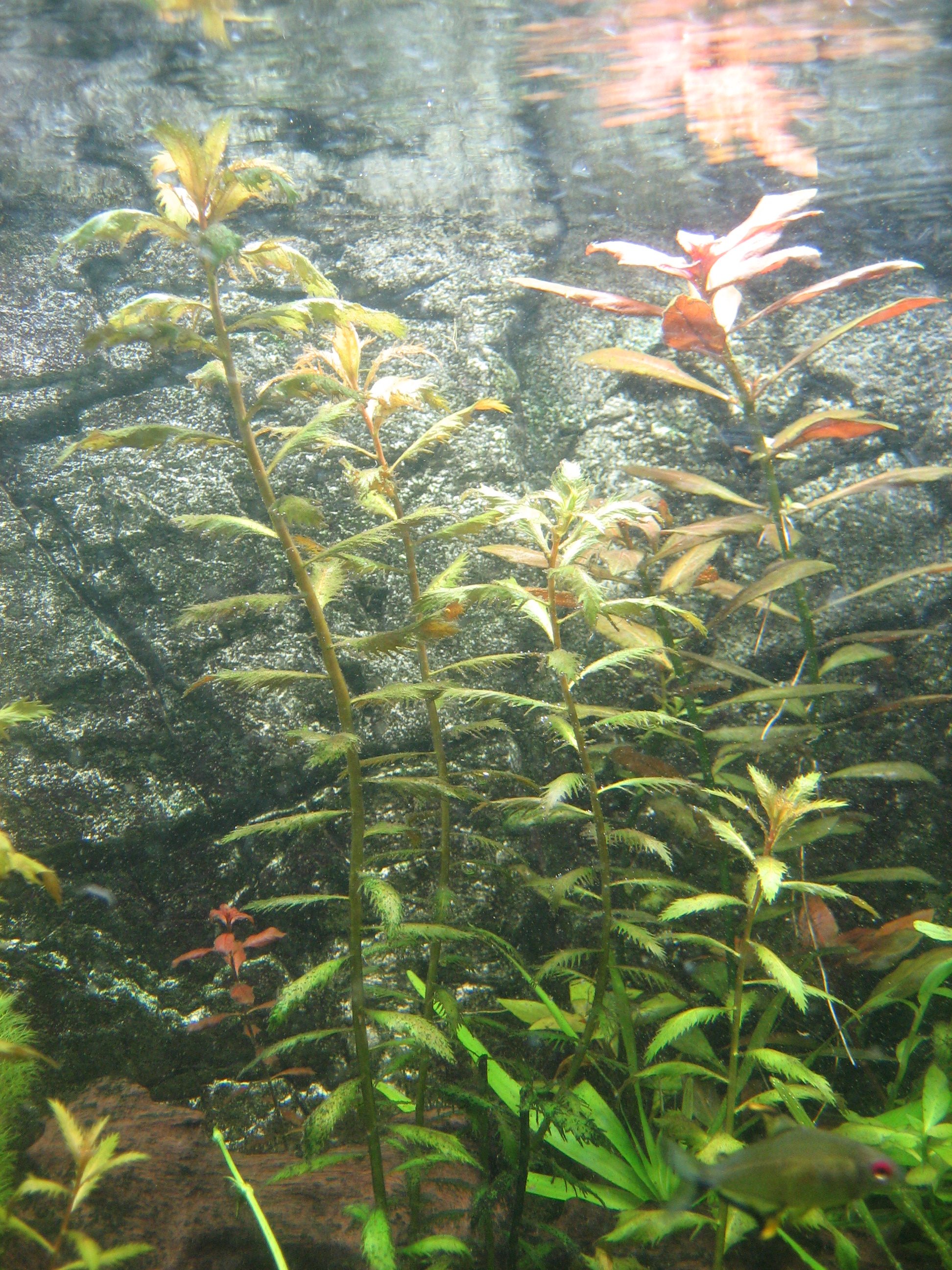 Proserpinaca palustris nach algen