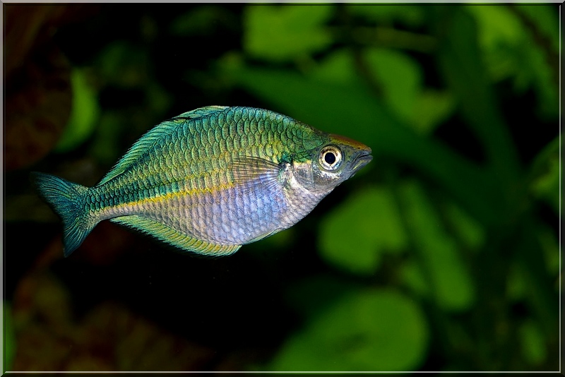 Regenbogenfisch blue