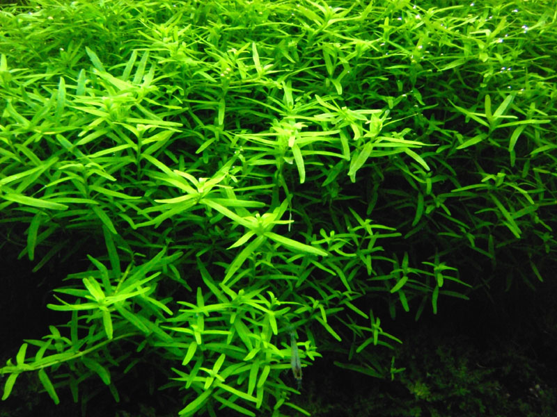 Rotala sp. 'green'