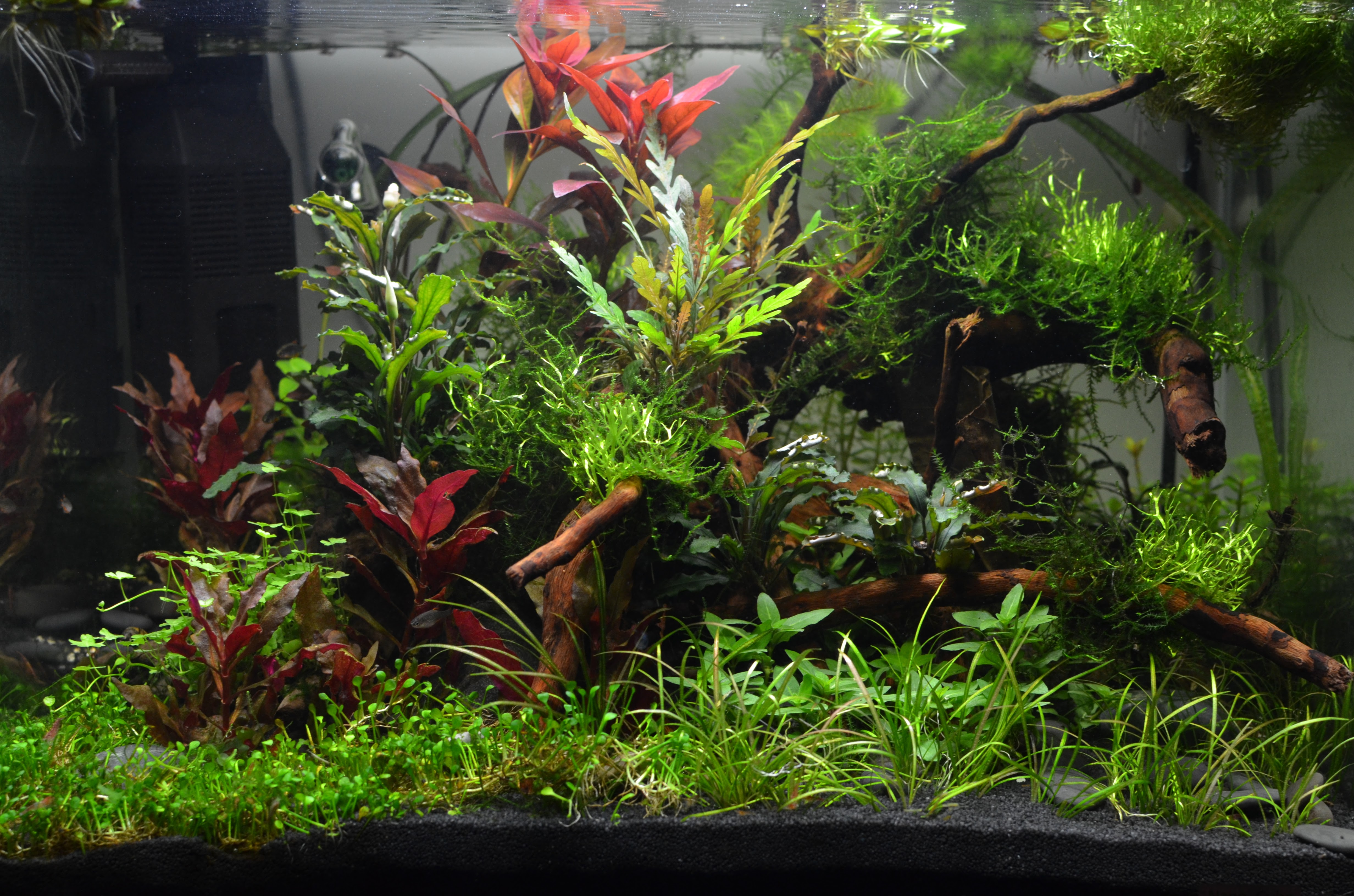 Scapers Tank 50l Nov 2016 frontal