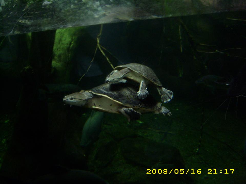 Schildkröten Im Amazonienhaus