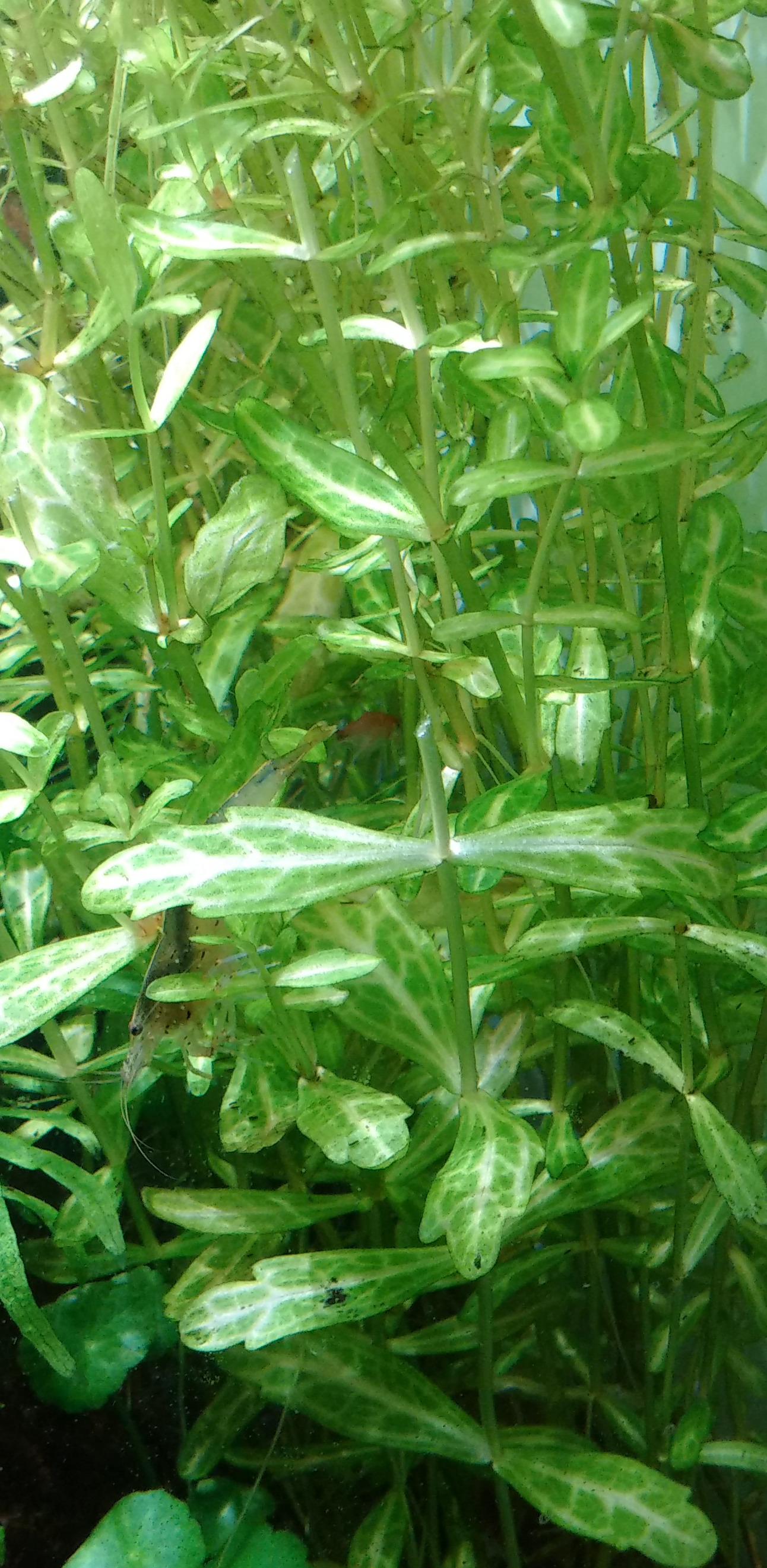 Shinnersia Rivularis Unterwasser