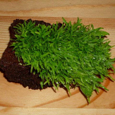Utricularia Graminifolia - Emers
