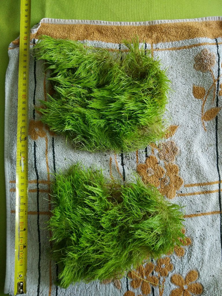 Utricularia graminifolia001