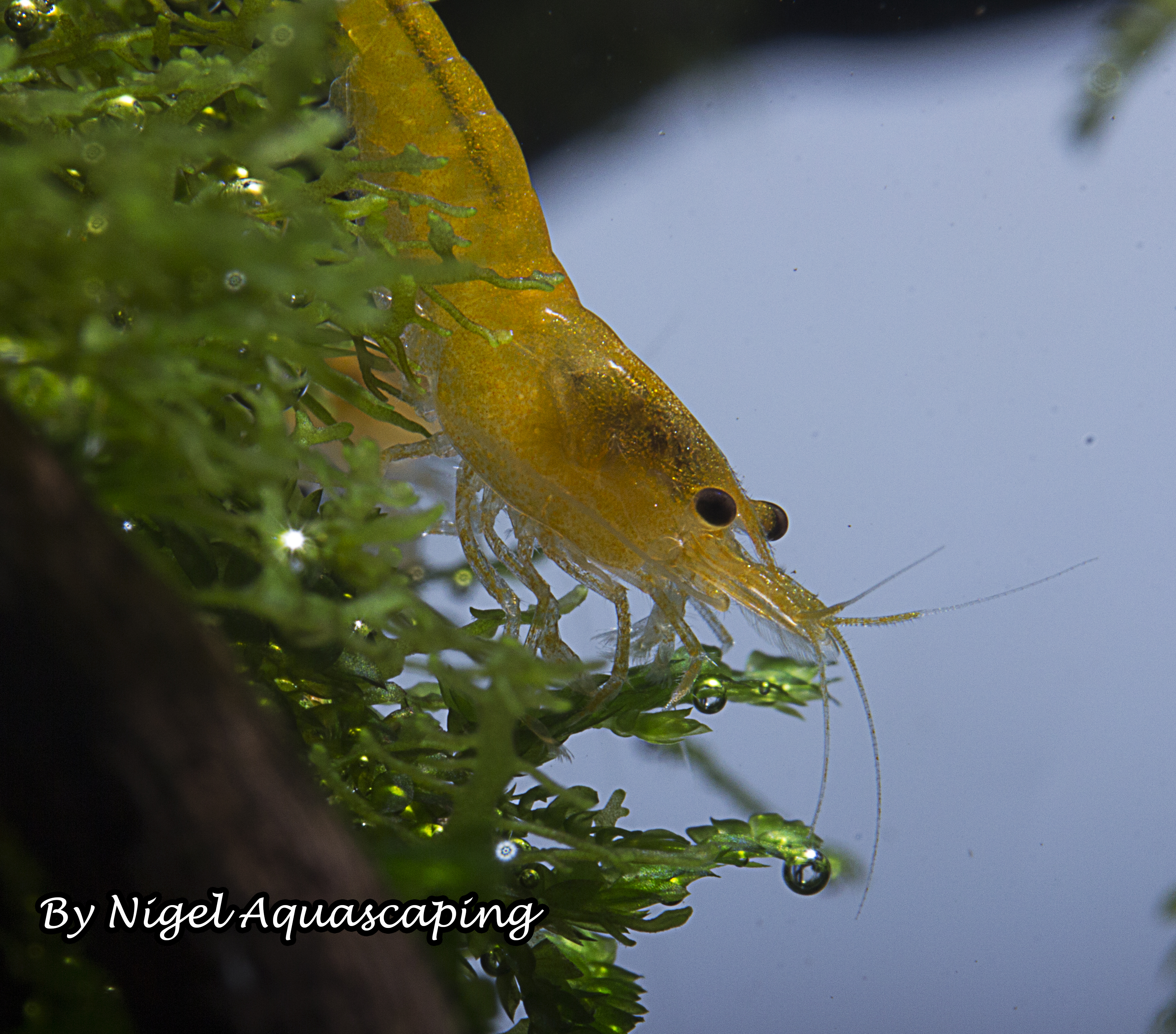 yellow shrimp by nigel aquascaping
